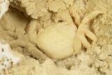 Fossil Crab (Potamon) Preserved in Travertine - Turkey #334793-1